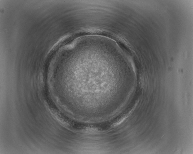 X0000083560256200702231611