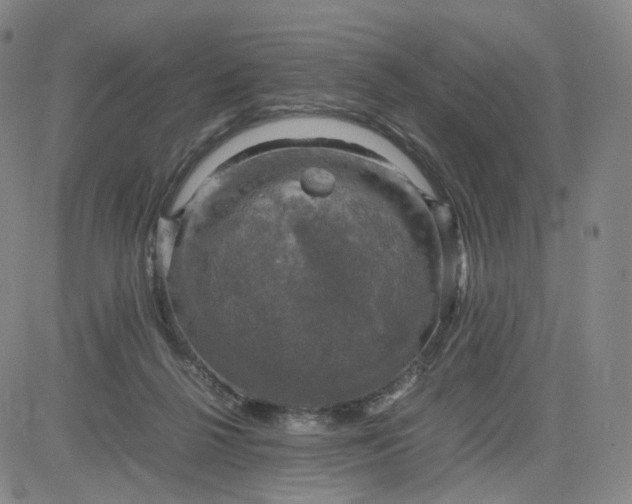 X0000083560264200702231611