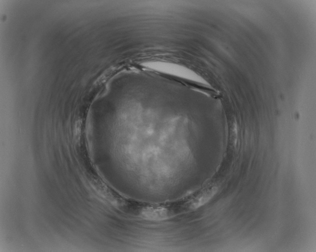 X0000083560271200702231611