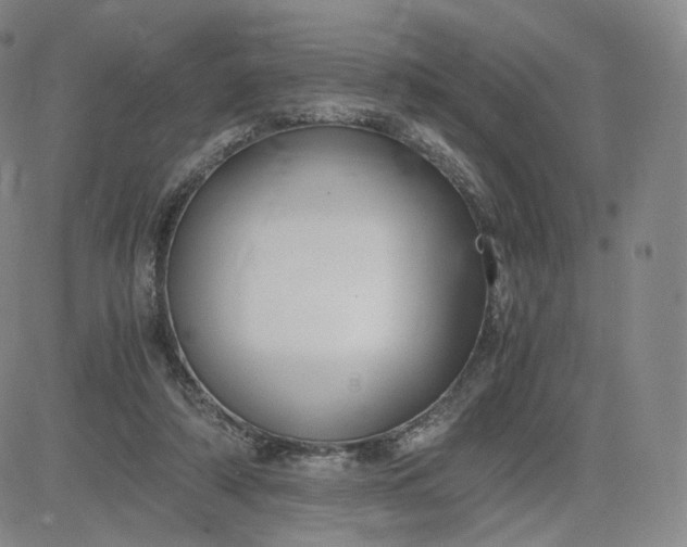 X0000083560306200702231611