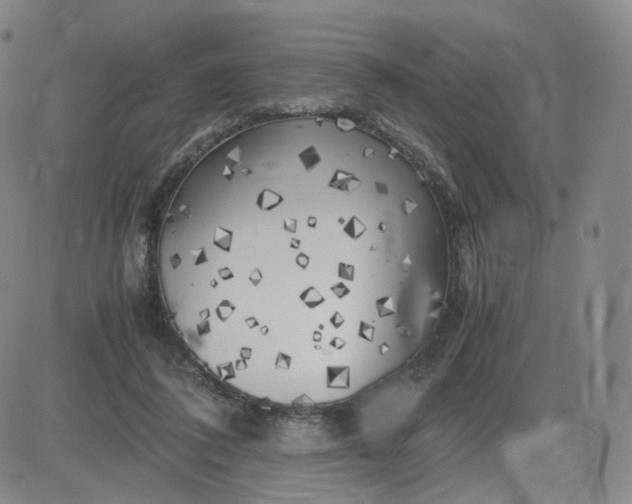 X0000083560308200702231610