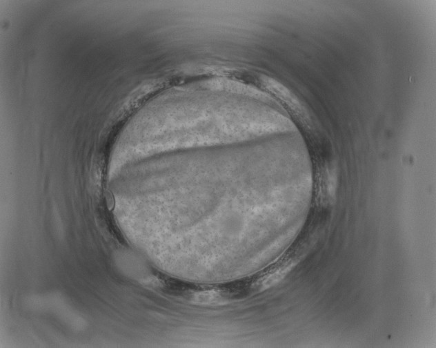 X0000083560309200702231610