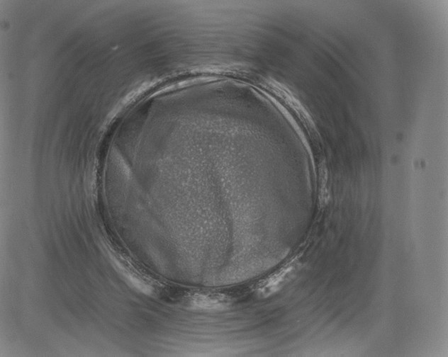 X0000083560346200702231609