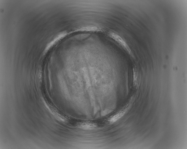 X0000083560348200702231609