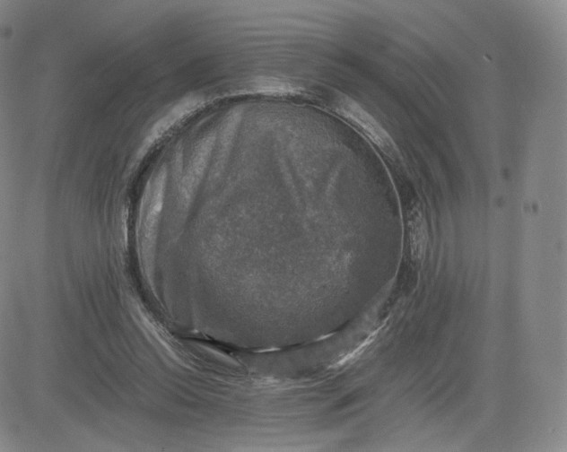 X0000083560350200702231609