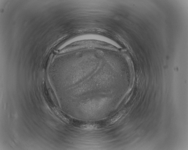 X0000083560356200702231610