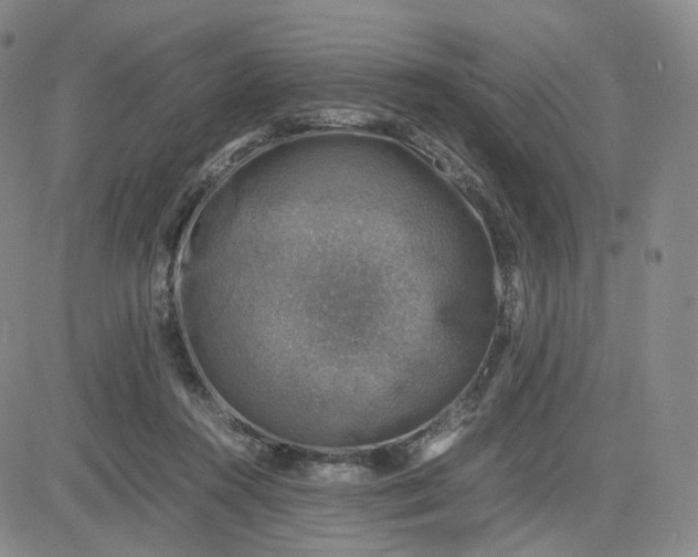 X0000083560360200702231610