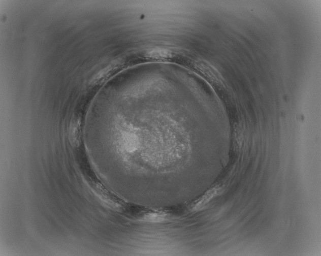 X0000083560364200702231610