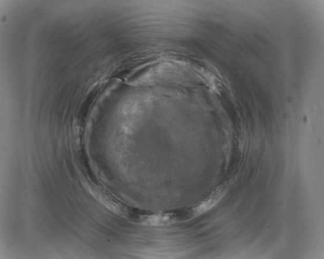 X0000083560366200702231610