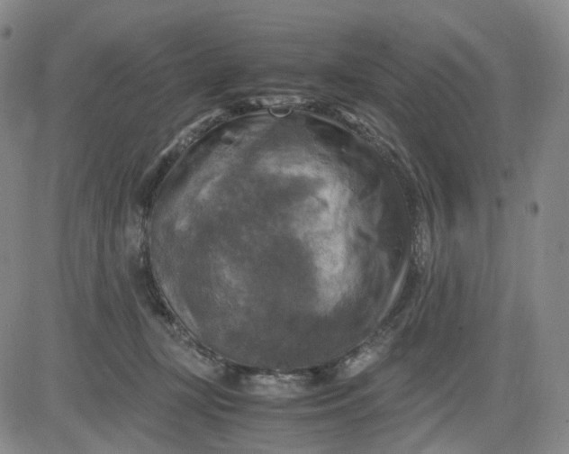 X0000083560367200702231610