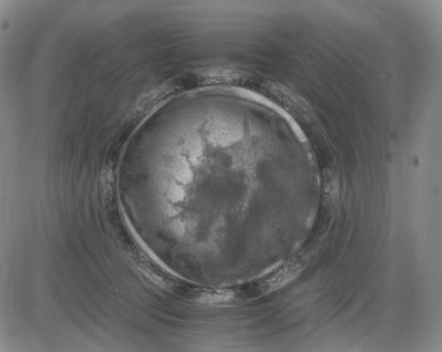 X0000083560369200702231610