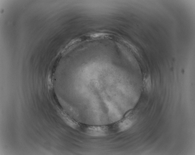 X0000083560381200702231610