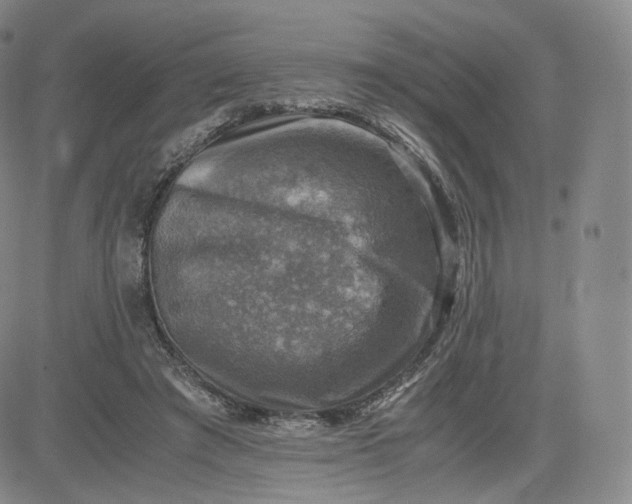 X0000083560401200702231609