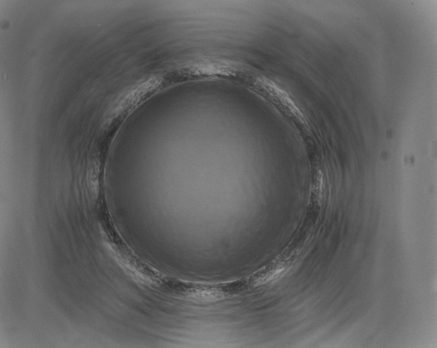 X0000083560402200702231609