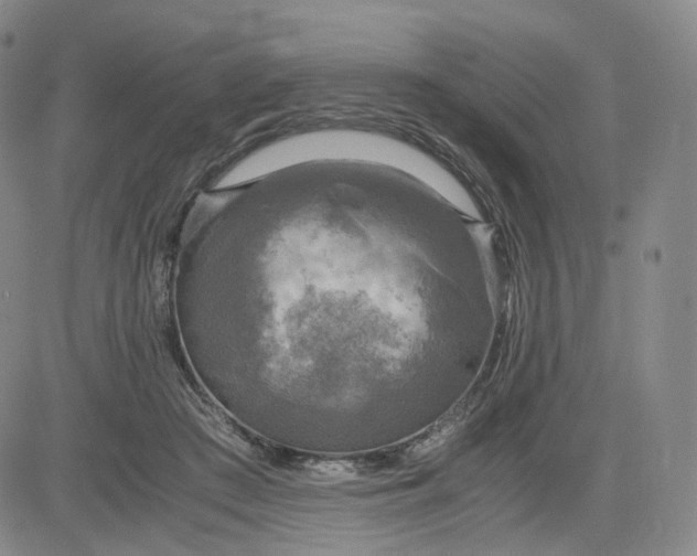 X0000083560409200702231609