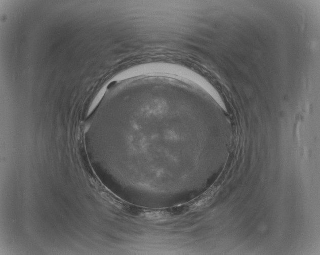 X0000083560417200702231609