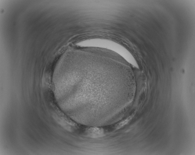 X0000083560421200702231609