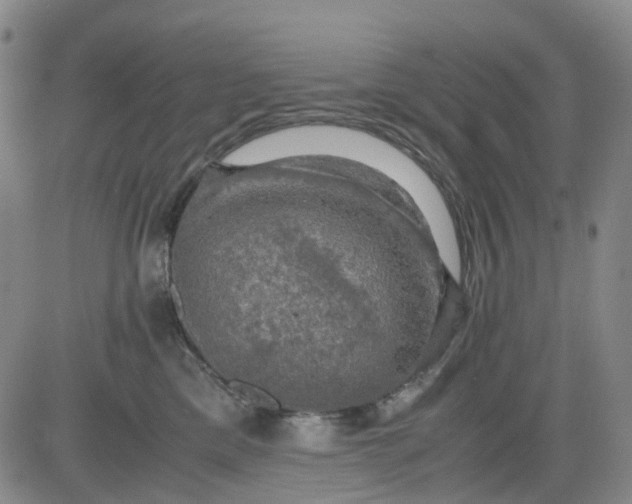 X0000083560425200702231609