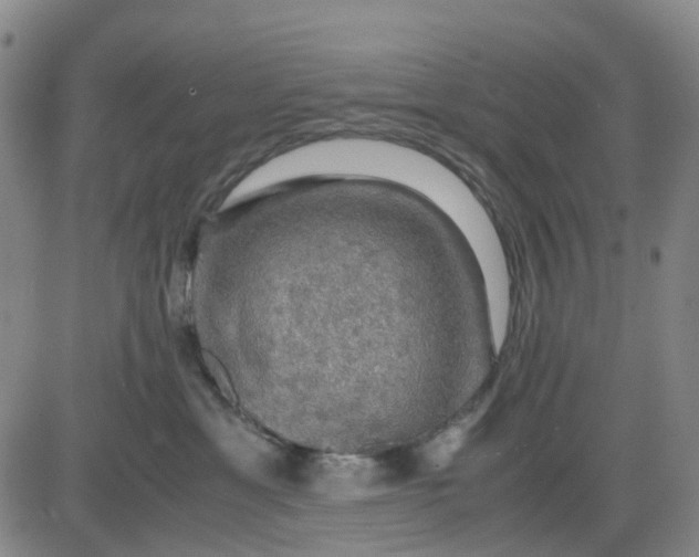 X0000083560429200702231608