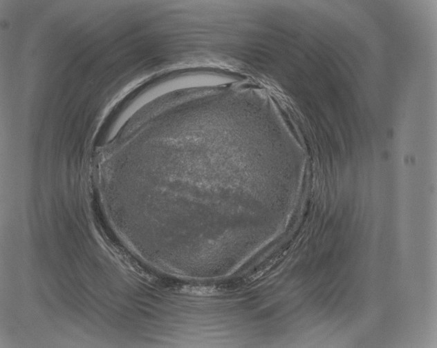 X0000083560440200702231608