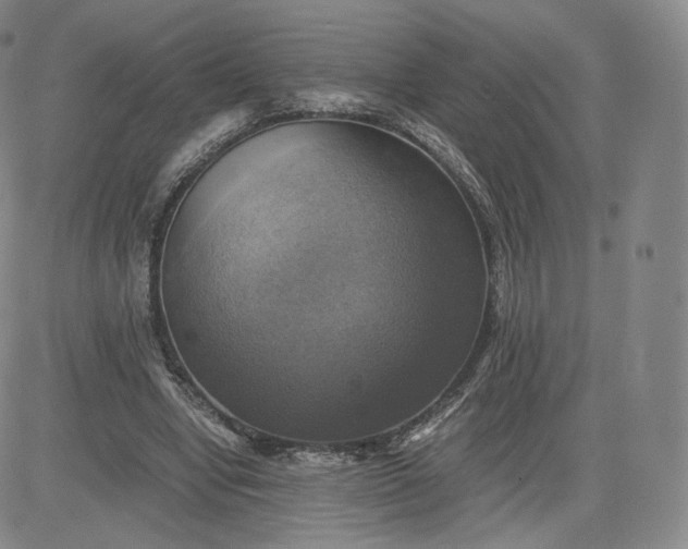 X0000083560442200702231608