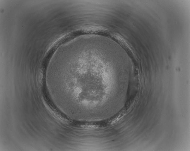 X0000083560448200702231608