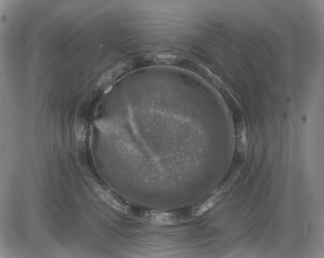 X0000083560472200702231608