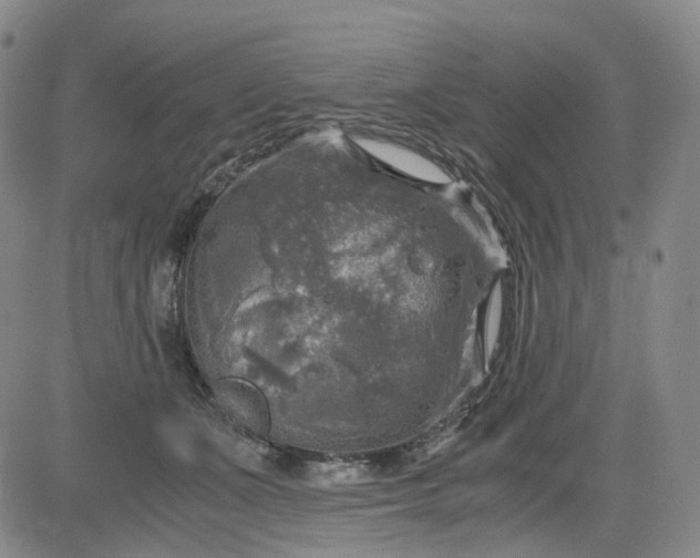 X0000083560511200702231607