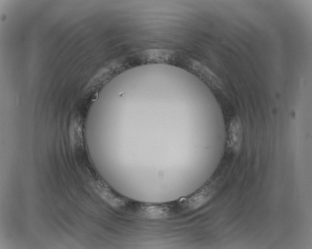 X0000083560522200702231607