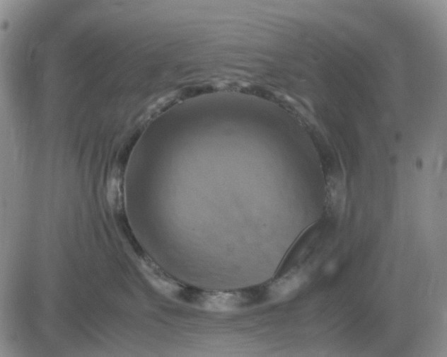 X0000083560527200702231607