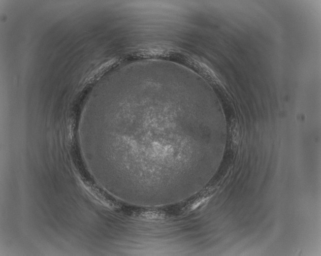 X0000083560546200702231606