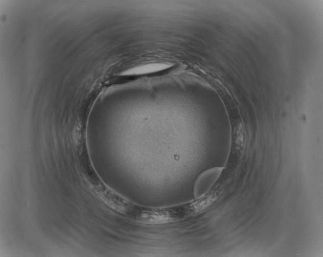 X0000083560559200702231607