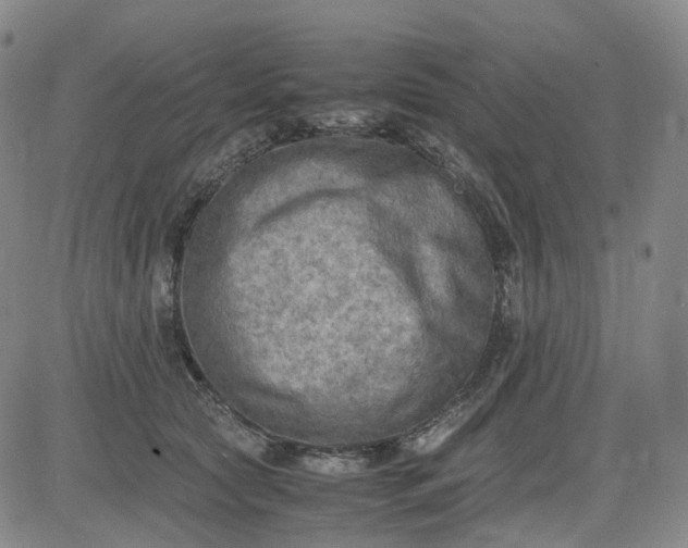 X0000083560561200702231607