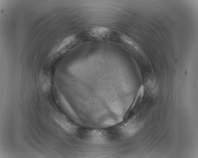 X0000083560566200702231607