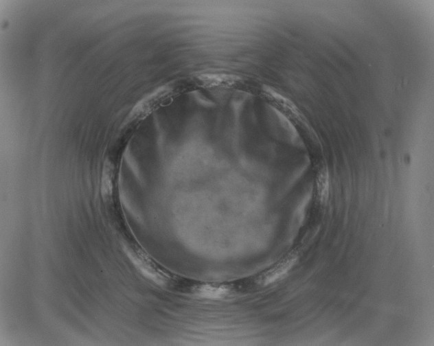 X0000083560570200702231607