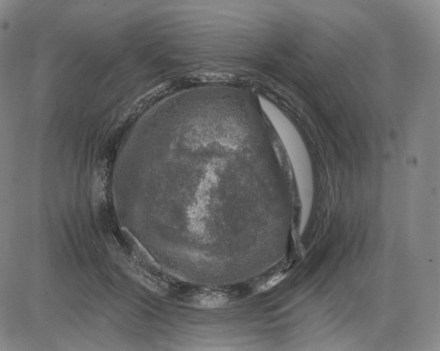 X0000083560604200702231606