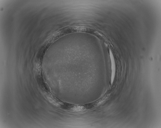 X0000083560609200702231605