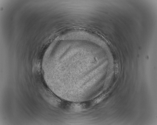 X0000083560613200702231605