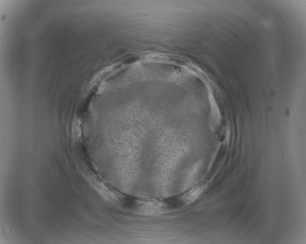 X0000083560621200702231605