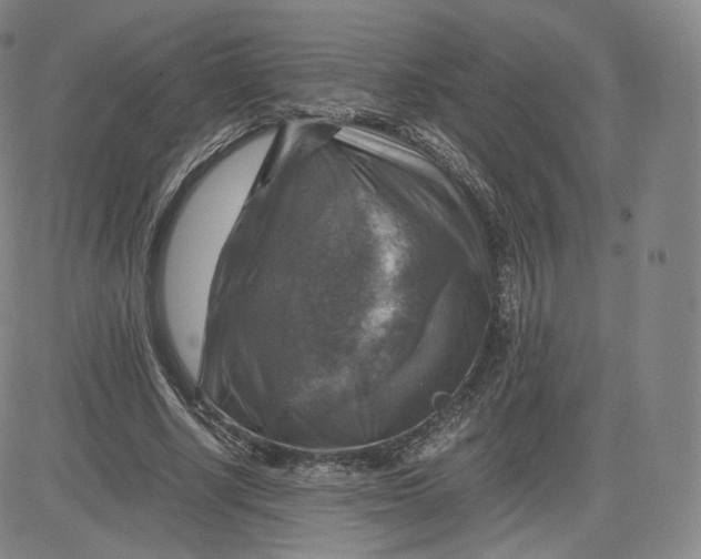 X0000083560634200702231605