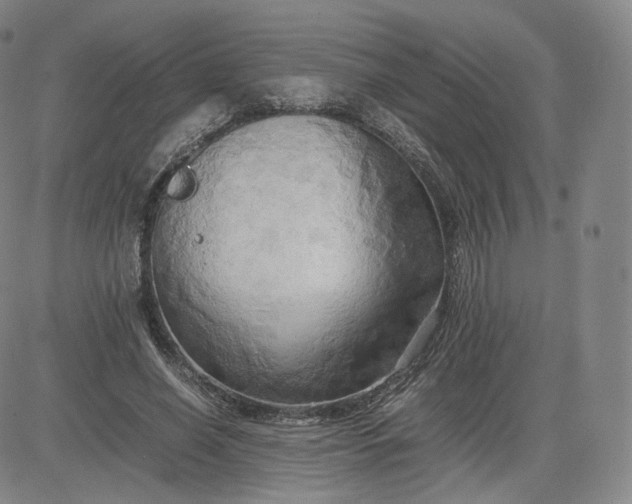 X0000083560638200702231605