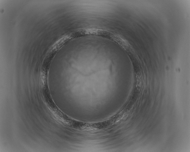 X0000083560648200702231605