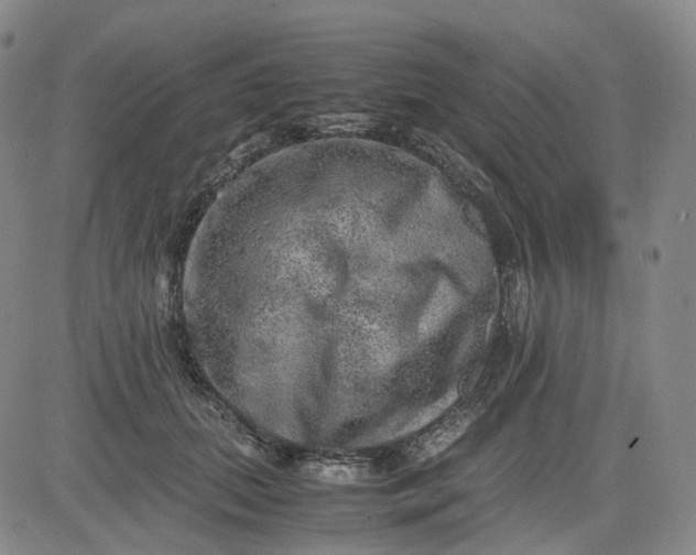 X0000083560655200702231605