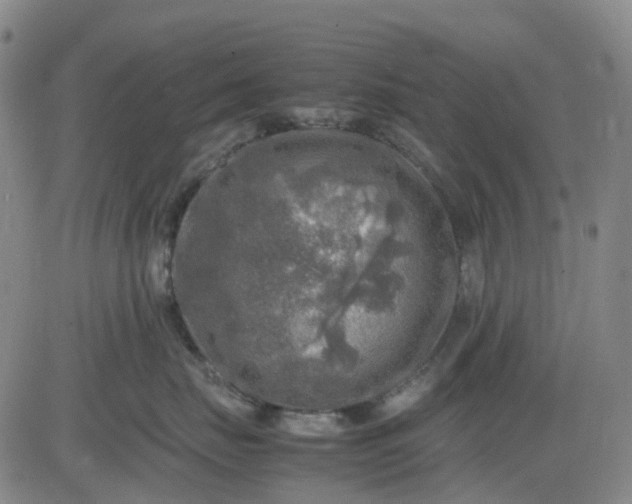 X0000083560671200702231605