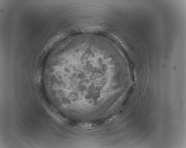 X0000083560687200702231604