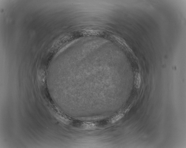 X0000083560701200702231604