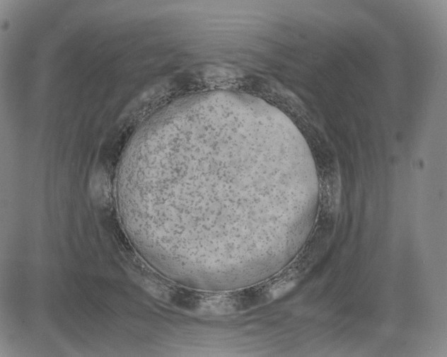 X0000083560705200702231604