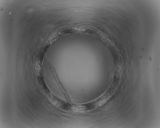 X0000083560707200702231604