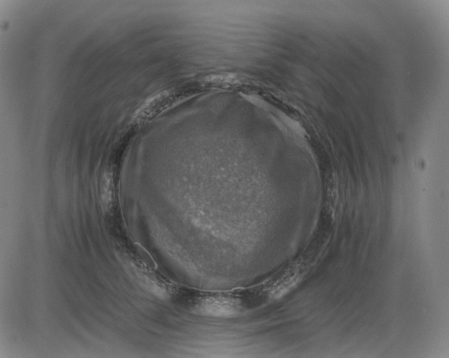 X0000083560708200702231604