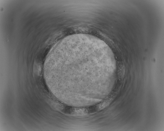 X0000083560709200702231604